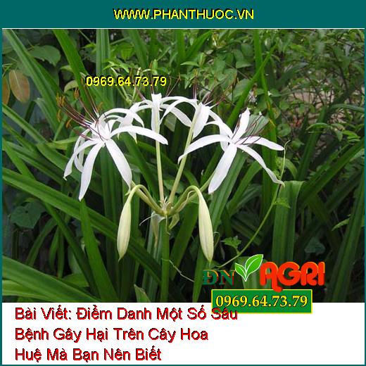 Điểm Danh Một Số Sâu Bệnh Gây Hại Trên Cây Hoa Huệ Mà Bạn Nên Biết