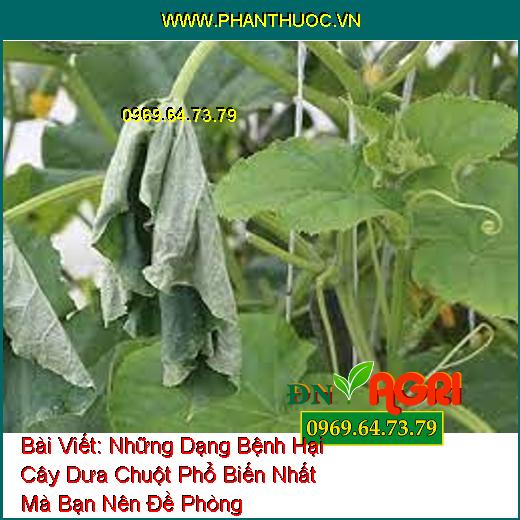 Những Dạng Bệnh Hại Cây Dưa Chuột Phổ Biến Nhất Mà Bạn Nên Đề Phòng