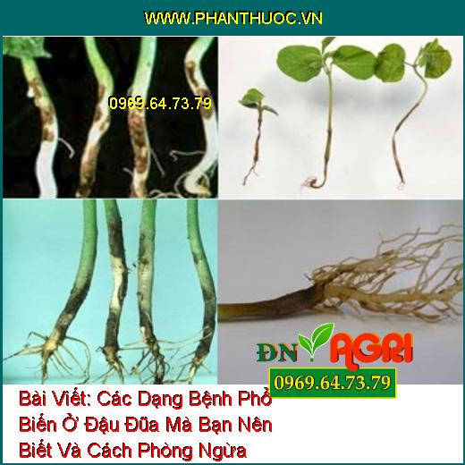 Các Dạng Bệnh Phổ Biến Ở Đậu Đũa Mà Bạn Nên Biết Và Cách Phòng Ngừa