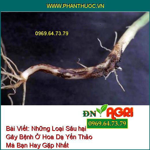 Những Loại Sâu hại Gây Bệnh Ở Hoa Dạ Yến Thảo Mà Bạn Hay Gặp Nhất