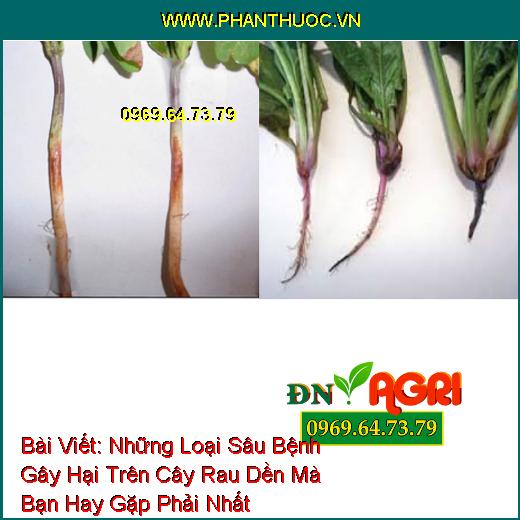 Những Loại Sâu Bệnh Gây Hại Trên Cây Rau Dền Mà Bạn Hay Gặp Phải Nhất