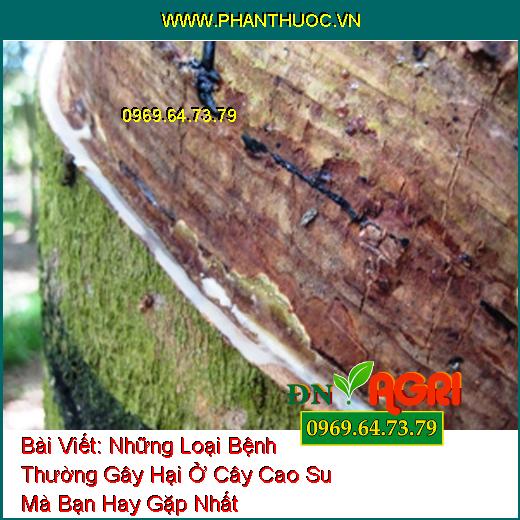 Những Loại Bệnh Thường Gây Hại Ở Cây Cao Su Mà Bạn Hay Gặp Nhất