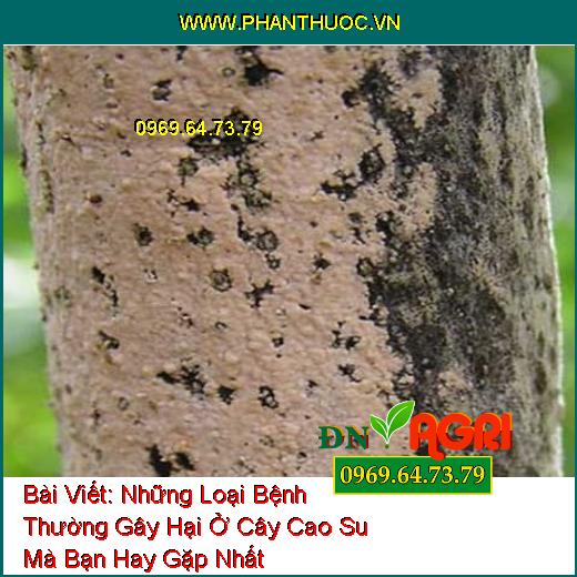 Những Loại Bệnh Thường Gây Hại Ở Cây Cao Su Mà Bạn Hay Gặp Nhất