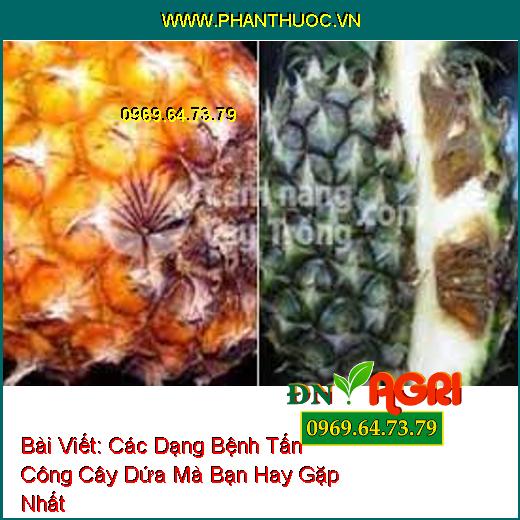 Các Dạng Bệnh Tấn Công Cây Dứa Mà Bạn Hay Gặp Nhất