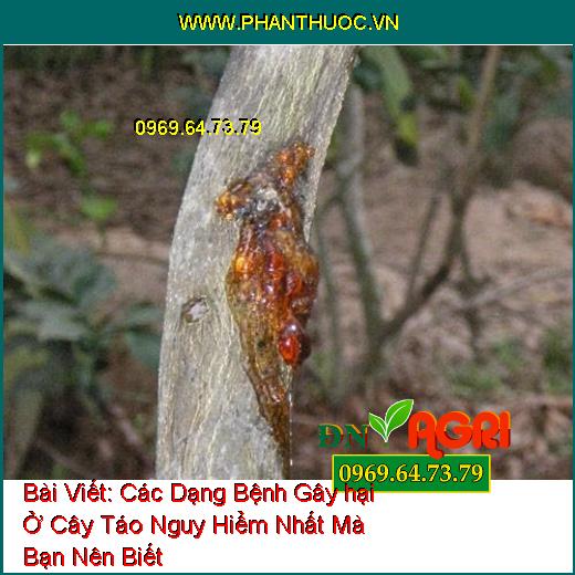 Các Dạng Bệnh Gây hại Ở Cây Táo Nguy Hiểm Nhất Mà Bạn Nên Biết