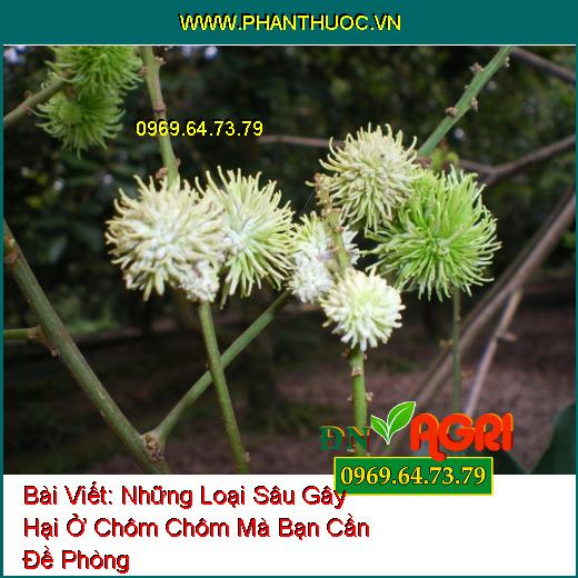 Những Loại Sâu Gây Hại Ở Chôm Chôm Mà Bạn Cần Đề Phòng