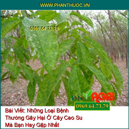 Những Loại Bệnh Thường Gây Hại Ở Cây Cao Su Mà Bạn Hay Gặp Nhất