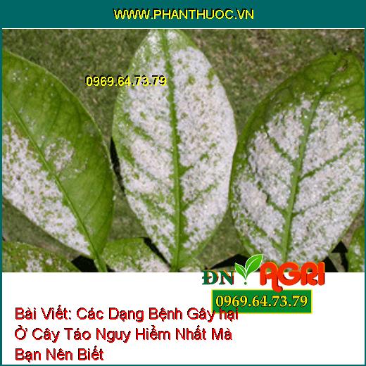 Các Dạng Bệnh Gây hại Ở Cây Táo Nguy Hiểm Nhất Mà Bạn Nên Biết