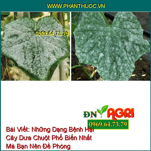 Những Dạng Bệnh Hại Cây Dưa Chuột Phổ Biến Nhất Mà Bạn Nên Đề Phòng