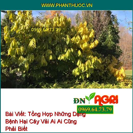 Tổng Hợp Những Dạng Bệnh Hại Cây Vải Ai Ai Cũng Phải Biết 