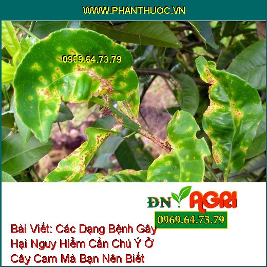 Các Dạng Bệnh Gây Hại Nguy Hiểm Cần Chú Ý Ở Cây Cam Mà Bạn Nên Biết