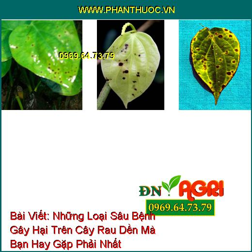 Những Loại Sâu Bệnh Gây Hại Trên Cây Rau Dền Mà Bạn Hay Gặp Phải Nhất