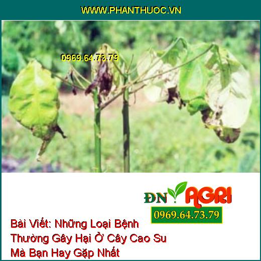 Những Loại Bệnh Thường Gây Hại Ở Cây Cao Su Mà Bạn Hay Gặp Nhất