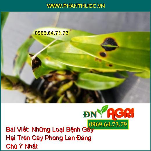 Những Loại Bệnh Gây Hại Trên Cây Phong Lan Đáng Chú Ý Nhất