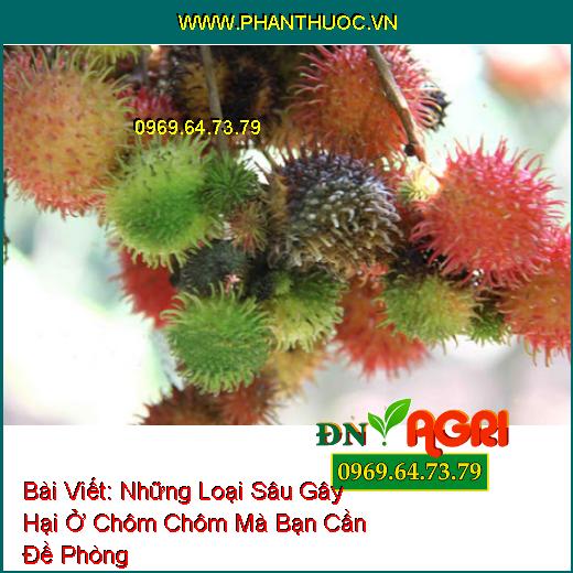 Những Loại Sâu Gây Hại Ở Chôm Chôm Mà Bạn Cần Đề Phòng