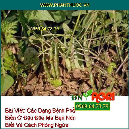 Các Dạng Bệnh Phổ Biến Ở Đậu Đũa Mà Bạn Nên Biết Và Cách Phòng Ngừa