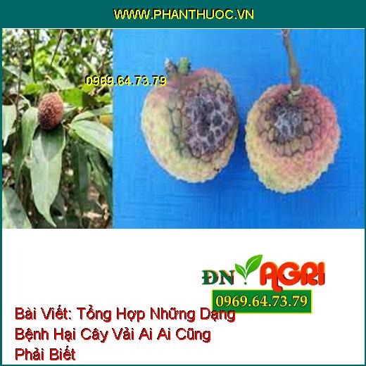 Tổng Hợp Những Dạng Bệnh Hại Cây Vải Ai Ai Cũng Phải Biết 