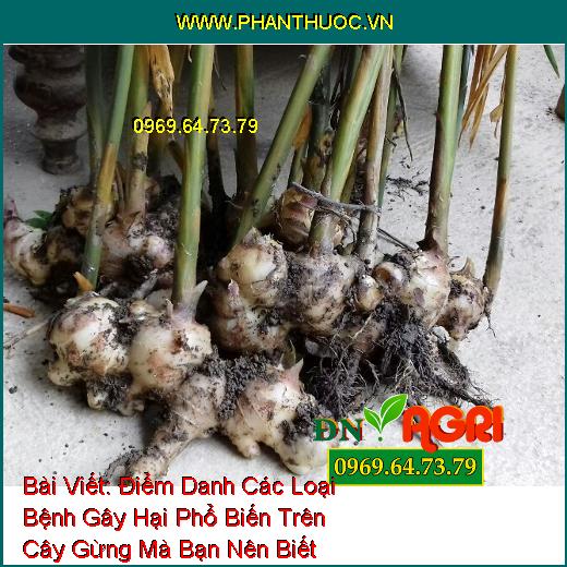 Điểm Danh Các Loại Bệnh Gây Hại Phổ Biến Trên Cây Gừng Mà Bạn Nên Biết