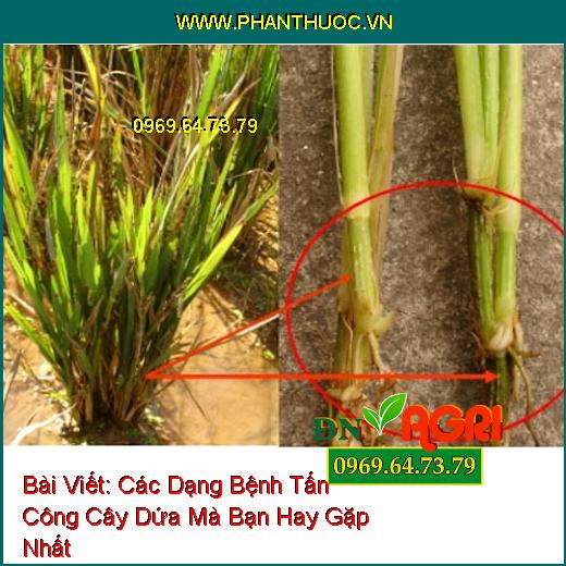 Các Dạng Bệnh Tấn Công Cây Dứa Mà Bạn Hay Gặp Nhất