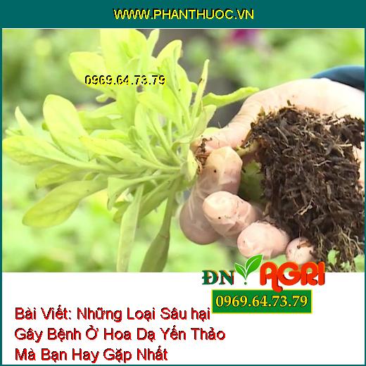 Những Loại Sâu hại Gây Bệnh Ở Hoa Dạ Yến Thảo Mà Bạn Hay Gặp Nhất