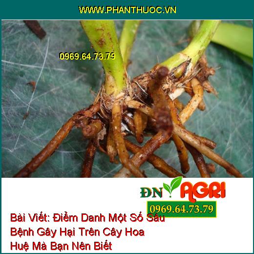 Điểm Danh Một Số Sâu Bệnh Gây Hại Trên Cây Hoa Huệ Mà Bạn Nên Biết