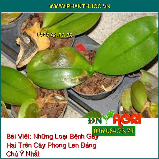 Những Loại Bệnh Gây Hại Trên Cây Phong Lan Đáng Chú Ý Nhất