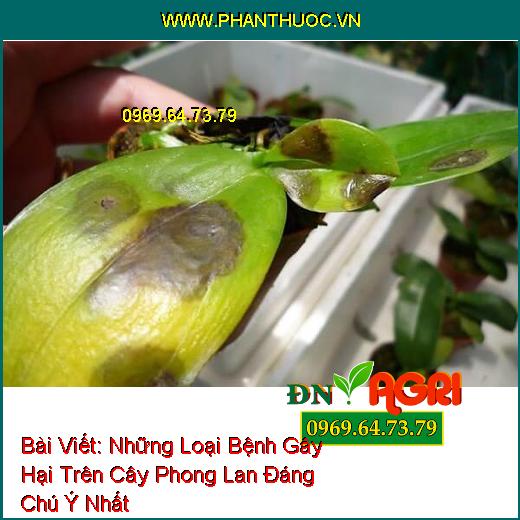 Những Loại Bệnh Gây Hại Trên Cây Phong Lan Đáng Chú Ý Nhất