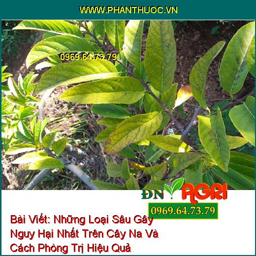 Những Loại Sâu Gây Nguy Hại Nhất Trên Cây Na Và Cách Phòng Trị Hiệu Quả