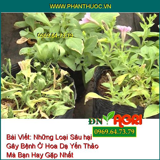 Những Loại Sâu hại Gây Bệnh Ở Hoa Dạ Yến Thảo Mà Bạn Hay Gặp Nhất