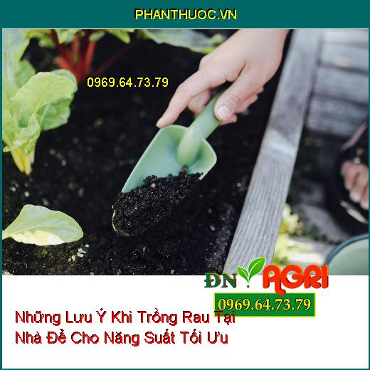 Những Lưu Ý Khi Trồng Rau Tại Nhà Để Cho Năng Suất Tối Ưu