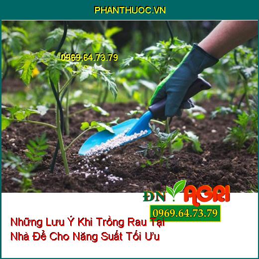 Những Lưu Ý Khi Trồng Rau Tại Nhà Để Cho Năng Suất Tối Ưu