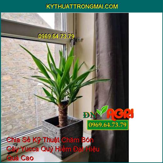 Chia Sẻ Kỹ Thuật Chăm Bón Cây Yucca Quý Hiếm Đạt Hiệu Quả Cao