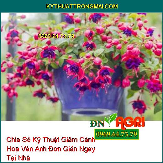 Chia Sẻ Kỹ Thuật Giâm Cành Hoa Vân Anh Đơn Giản Ngay Tại Nhà