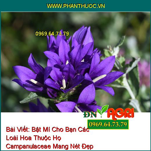 Bật Mí Cho Bạn Các Loài Hoa Thuộc Họ Campanulaceae Mang Nét Đẹp Quyến Rủ