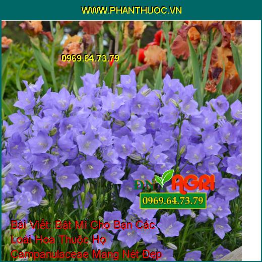 Bật Mí Cho Bạn Các Loài Hoa Thuộc Họ Campanulaceae Mang Nét Đẹp Quyến Rủ