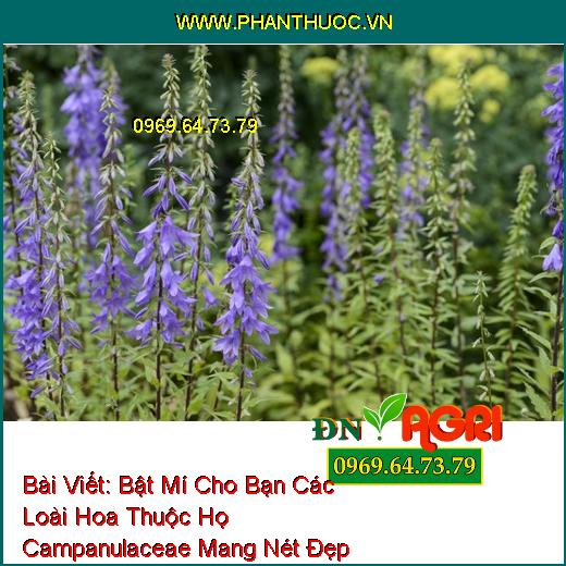 Bật Mí Cho Bạn Các Loài Hoa Thuộc Họ Campanulaceae Mang Nét Đẹp Quyến Rủ