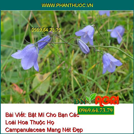 Bật Mí Cho Bạn Các Loài Hoa Thuộc Họ Campanulaceae Mang Nét Đẹp Quyến Rủ