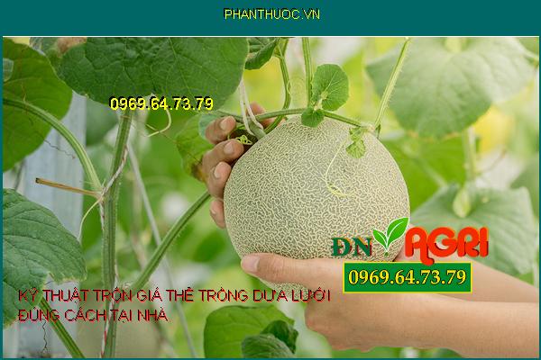 KỸ THUẬT TRỘN GIÁ THỂ TRỒNG DƯA LƯỚI ĐÚNG CÁCH TẠI NHÀ