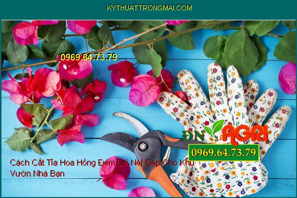 Cách Cắt Tỉa Hoa Hồng Đem Lại Nét Đẹp Cho Khu Vườn Nhà Bạn 