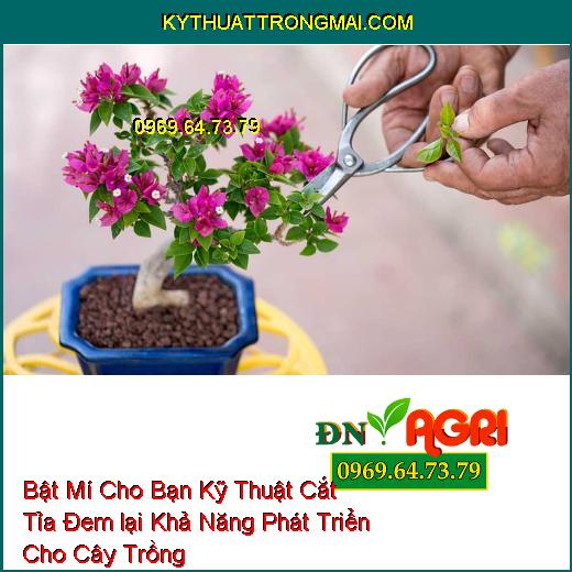 Bật Mí Cho Bạn Kỹ Thuật Cắt Tỉa Đem lại Khả Năng Phát Triển Cho Cây Trồng