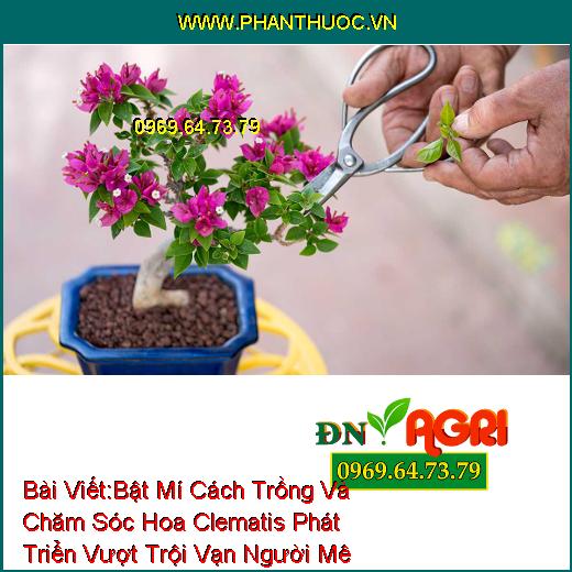 Bật Mí Cách Trồng Và Chăm Sóc Hoa Clematis Phát Triển Vượt Trội Vạn Người Mê