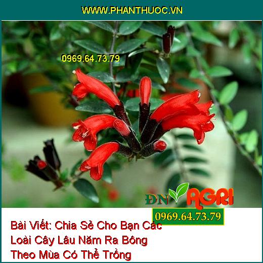 Chia Sẻ Cho Bạn Các Loài Cây Lâu Năm Ra Bông Theo Mùa Có Thể Trồng Trong Vườn Nhà