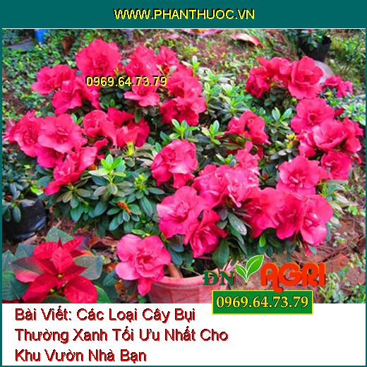 Các Loại Cây Bụi Thường Xanh Tối Ưu Nhất Cho Khu Vườn Nhà Bạn