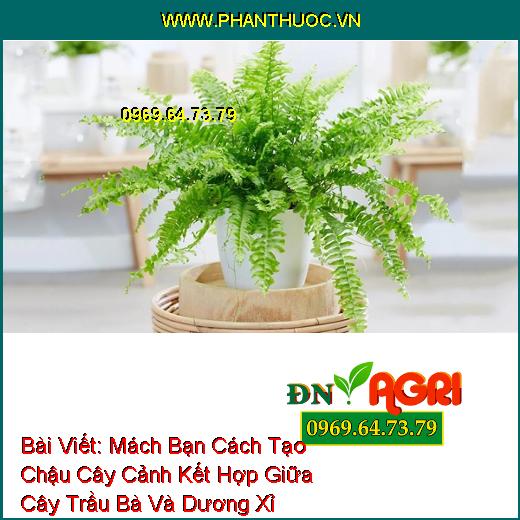 Mách Bạn Cách Tạo Chậu Cây Cảnh Kết Hợp Giữa Cây Trầu Bà Và Dương Xỉ