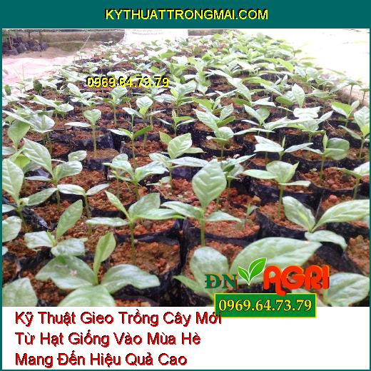 Kỹ Thuật Gieo Trồng Cây Mới Từ Hạt Giống Vào Mùa Hè Mang Đến Hiệu Quả Cao