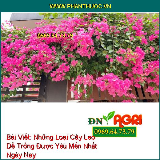 Những Loại Cây Leo Dễ Trồng Được Yêu Mến Nhất Ngày Nay