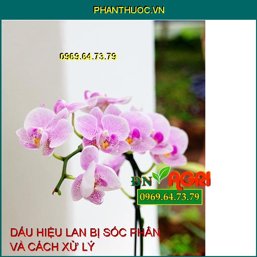 DẤU HIỆU LAN BỊ SỐC PHÂN VÀ CÁCH XỬ LÝ