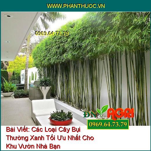 Các Loại Cây Bụi Thường Xanh Tối Ưu Nhất Cho Khu Vườn Nhà Bạn