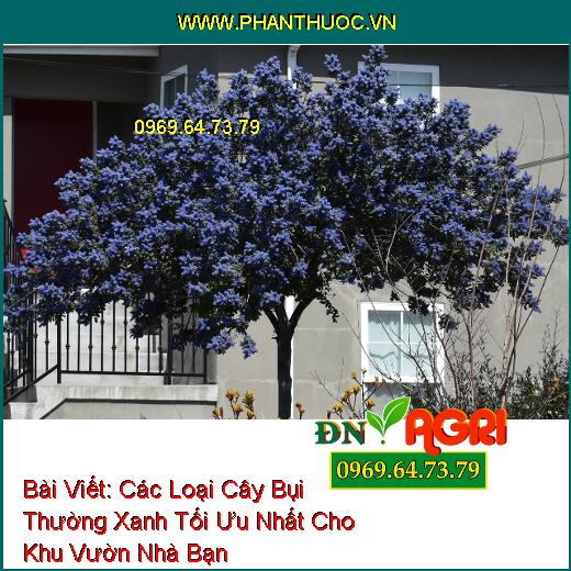 Các Loại Cây Bụi Thường Xanh Tối Ưu Nhất Cho Khu Vườn Nhà Bạn