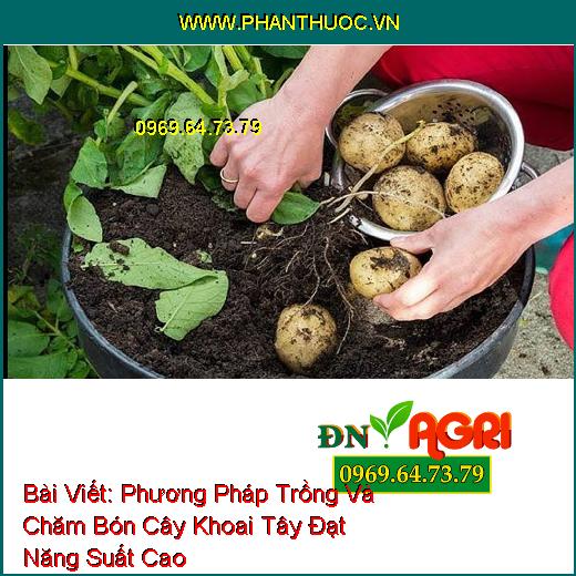 Phương Pháp Trồng Và Chăm Bón Cây Khoai Tây Đạt Năng Suất Cao